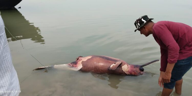 কাটোয়ায় ভাগিরথীতে ফের মৃত  ডলফিন উদ্ধার