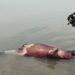কাটোয়ায় ভাগিরথীতে ফের মৃত  ডলফিন উদ্ধার
