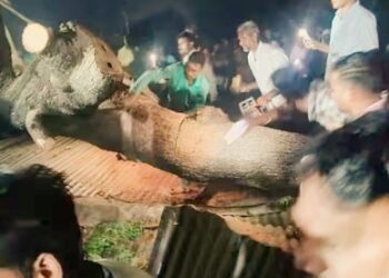 মহারাষ্ট্রে ঝড়বৃষ্টির সময় টিনের চালায় গাছ পড়ে নিহত ৭, আহত ৫০