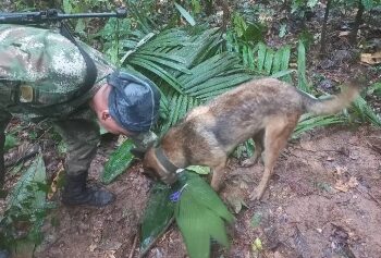 বিমান বিধ্বস্ত হওয়ার ২ সপ্তাহ পর আমাজন জঙ্গলে জীবিত উদ্ধার হল ৪ শিশু