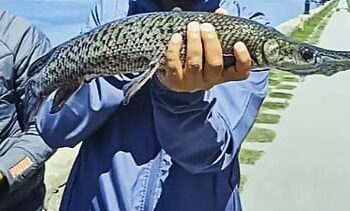 শ্রীনগরের ডাল লেকে সন্ধান পাওয়া গেল বিরল কুমির মাছ