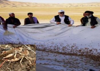 আফগানিস্তানে মরক্কোর পঙ্গপালের হানা নিয়ে সতর্ক করল জাতিসংঘ