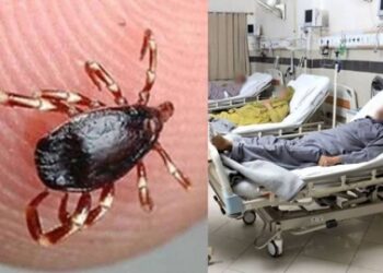 পাকিস্তানে কঙ্গো ভাইরাসে মৃত এক গর্ভবতী আফগান মহিলাসহ ২