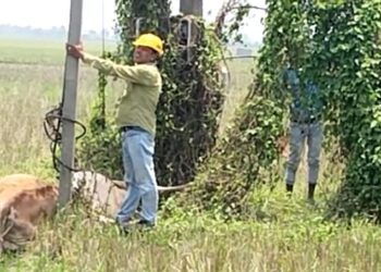 মন্তেশ্বরে মাঠে ছিঁড়ে পড়ে থাকা সাবমার্সিবল পাম্পের তারের সংস্পর্শে এসে মৃত্যু দুই গাভির