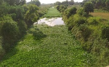 কুনুর যেন এক দুঃখের নদী ! কতদিন অবহেলায় থাকবে এই নদী ?