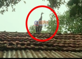 মুরগির ছানা ভেবে বাড়িতে পোষা পাখি এখন ময়ূর হয়ে গৃহস্থের শোভা বাড়াচ্ছে