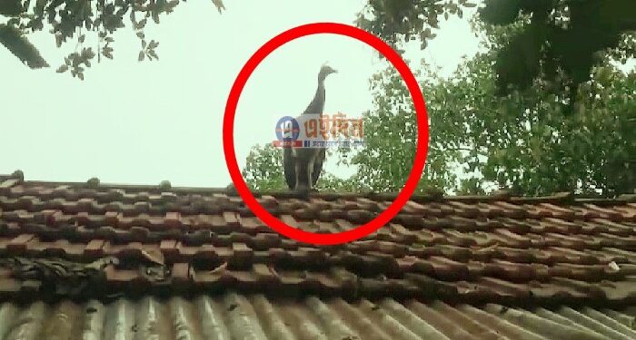 মুরগির ছানা ভেবে বাড়িতে পোষা পাখি এখন ময়ূর হয়ে গৃহস্থের শোভা বাড়াচ্ছে