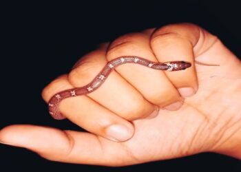 সাপ নিয়ে অযথা আতঙ্ক নয়,ওদের বাঁচতে দিন