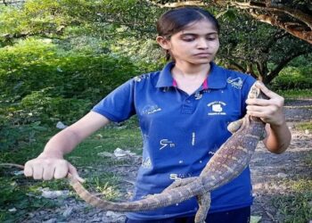 নামে ‘সাপ’ থাকলেও গোসাপ কিন্তু আদপেই সাপ নয়