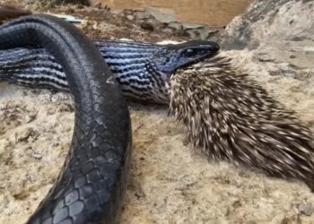 সজারুকে গিলতে গিয়ে মহা বিপদে পড়ল সাপ, পরিনতি হল ভয়ঙ্কর