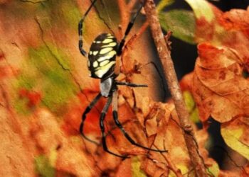 বিষাক্ত ‘কলা মাকড়সা’র আতঙ্কে বন্ধ করে দেওয়া হল অস্ট্রিয়ার সুপার মার্কেট