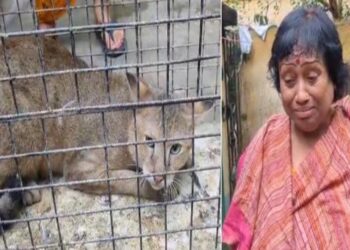 রাস্তা থেকে কুড়িয়ে আনা আদরের ‘ফুফা’ যে আদপে হিংস্র বন্যপ্রাণী তা ভেবেই শিউরে উঠছেন শিক্ষিকা