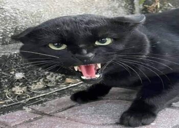 বিশ্বের সবচেয়ে ধনী বিড়াল ‘ব্ল্যাকি’র মোট সম্পদ কত জানলে হতবাক হবেন