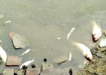 মন্তেশ্বরে পুকুরের জলে বিষ মিশিয়ে মাছ মেরে দেওয়ার অভিযোগ, মাথায় হাত ৩৩ ভাগ চাষির