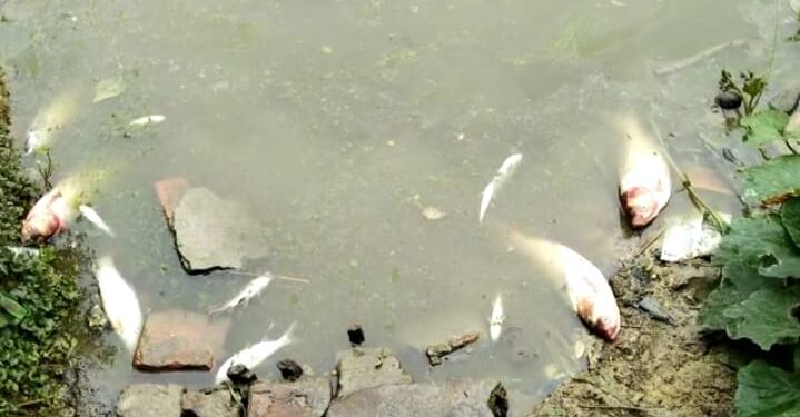 মন্তেশ্বরে পুকুরের জলে বিষ মিশিয়ে মাছ মেরে দেওয়ার অভিযোগ, মাথায় হাত ৩৩ ভাগ চাষির