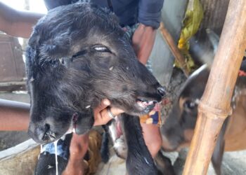 কাটোয়ায় দু’মাথার বাছুর দেখতে মানুষের ঢল