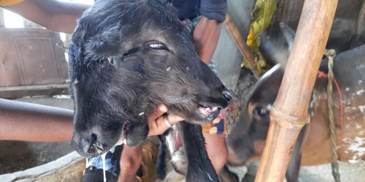 কাটোয়ায় দু’মাথার বাছুর দেখতে মানুষের ঢল