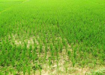 অবশেষে স্বস্তির বৃষ্টি, হাসি ফুটল চাষীদের মুখে