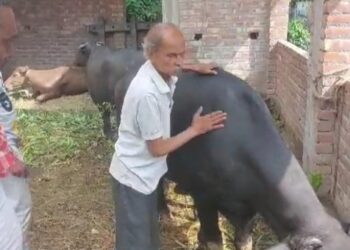 মালিক বিহীন ৪ টি গাভি মোষ উদ্ধার করল পূর্বস্থলীর একটি ক্লাবের সদস্যরা, খাবার জোটাতে গিয়ে অতান্তরে ক্লাব কর্তৃপক্ষ