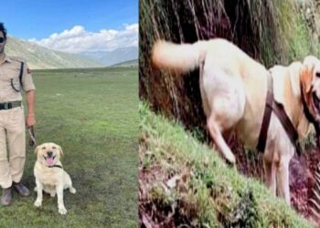 জম্মু ও কাশ্মীরের রাজৌরিতে অভিযানের সময় সন্ত্রাসীদের গুলিতে শহীদ সৈন্য কুকুর কেন্ট