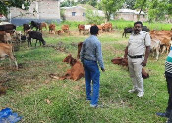 কেতুগ্রামে গ্রেফতার ৮ গরু পাচারকারী, উদ্ধার ৬৭ টি গরু, আটক চারটি গাড়ি
