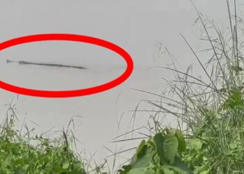 ভাগীরথী নদীতে দেখা মিললো কুমির, ব্যাপক আতঙ্ক কাটোয়ায়