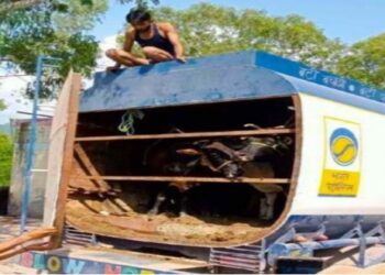 তেলের ট্যাঙ্কারের ভিতরে নির্দয়ভাবে গরু ঢুকিয়ে পাচার, রাজৌরিতে উদ্ধার ১৬ টি গরু