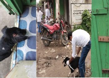 চিকিৎসার জন্য নিজেই পশুপ্রেমীর কাছে ছুটে এল জখম পথকুকুর, কুকুরের বুদ্ধিতে বিস্মিত এলাকার বাসিন্দারা