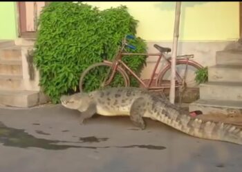 ভাগীরথী ছেড়ে কুমির চড়ে বেড়াল কালনার লোকালয়ে