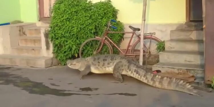 ভাগীরথী ছেড়ে কুমির চড়ে বেড়াল কালনার লোকালয়ে