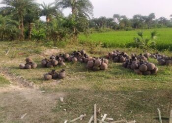 আউশগ্রামে খেজুর গুড় তৈরির প্রস্তুতি চলছে জোরকদমে