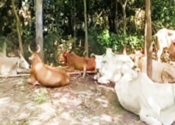 গরু চুরি করে বাংলাদেশে পাচারের চেষ্টা, ৯ টি গরু উদ্ধার করল সিতাই থানার পুলিশ, আটক গাড়ি, গ্রেফতার চালক