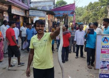 সাতসকালেই ব্যবসারীর গোডাউন থেকে দশাশই গোখরো সাপ উদ্ধার ঘিরে চাঞ্চল্য ভাতার বাজারে