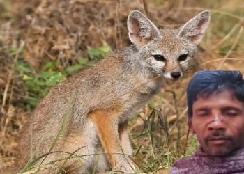 মাঠে কাজ করার সময় শিয়াল হামলা চালাতেই গলা টিপে মারল কৃষক, মূর্শিদাবাদে শিয়ালের হামলায় জখম ৭