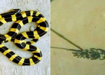 বিরল শাঁখামুটি সাপ উদ্ধার আউশগ্রামে