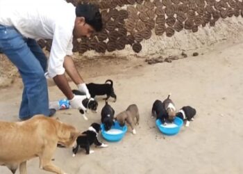 দুই অসুস্থ মা পথ কুকুর ও তাদের ১০ শাবকের চিকিৎসা করে প্রাণ বাঁচালেন পশুপ্রেমী যুবক