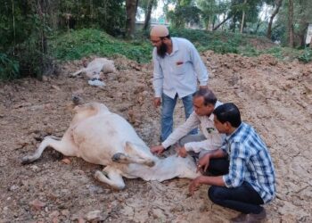 ভাতার হাসপাতালে ছিঁড়ে পড়ে থাকা বিদ্যুৎবাহী রাতের সংস্পর্শে এসে মৃত্যু দুই গাভির,বরাত জোরে প্রাণে বাঁচলো গরু চড়াতে আসা কিশোর