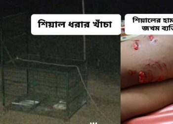 কাটোয়ায় শিয়ালের হামলায় জখম সাত, বনদফতরের পেতে রাখা খাঁচায় শিয়ালের পরিবর্তে ধরা পড়ল বনবিড়াল