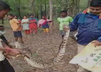 পাইথন সাপ উদ্ধার হল আউশগ্রামে