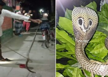 বিষধর সাপের প্রাণ বাঁচালেন দত্তপুকুরের যুবক ও কলেজ ছাত্রী