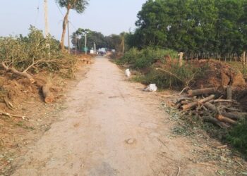 প্রকাশ্য দিবালোকে হাপিশ হয়ে গেল কাটোয়ার করজগ্রামের রাস্তার ধারে লাগানে বেশ কিছু গাছ