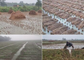 ঘূর্ণিঝড় ‘মিচাং’-এর দাপটে মাথায় হাত শস্যগোলা পূর্ব বর্ধমানের কৃষকদের