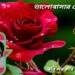 ভালোবাসার গোলাপ
