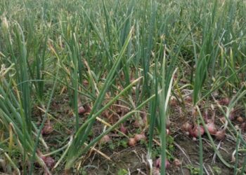 ভারত রপ্তানি বন্ধ করতেই বাংলাদেশে অগ্নিমূল্য পেঁয়াজ, মাঠ থেকেই চলছে লুটপাট