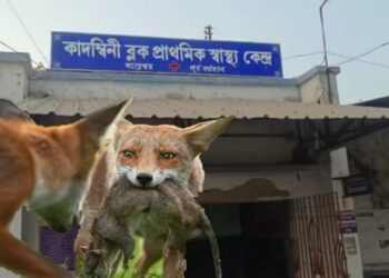 হাঁস মুরগি নয়, আস্ত মানুষকে টেনে নিয়ে যাচ্ছে শিয়ালের পাল, আতঙ্ক পূর্ব বর্ধমানের কালনার গ্রামে