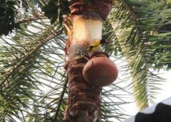 খেজুরের কাঁচা রস পান করে নিপাহ ভাইরাসে আক্রান্ত হয়ে মৃত্যু ঢাকায়
