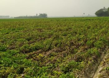 আলুগাছের ‘ধসা’ রোগ নিয়ে কপালে ভাঁজ পড়েছে চাষীদের