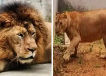 মুঘল হানাদার ‘আকবর’-এর নামে এক সিংহের সঙ্গে দেবী ‘সীতা’র নামে এক সিংহিকে একই খাঁচায় রাখায় আপত্তি তুললো ভিএইচপি