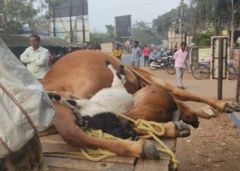 মাঠে বিষ ছড়িয়ে গবাদি পশু মেরে দেওয়ার অভিযোগ ভাতাড়ে, মৃত এক গাভি ও ৩ ছাগল, অসুস্থ বেশ কিছু ছাগল