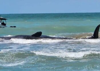 ফ্লোরিডার সমুদ্র সৈকতের বালিতে আটকে ৭০ ফুটের তিমি